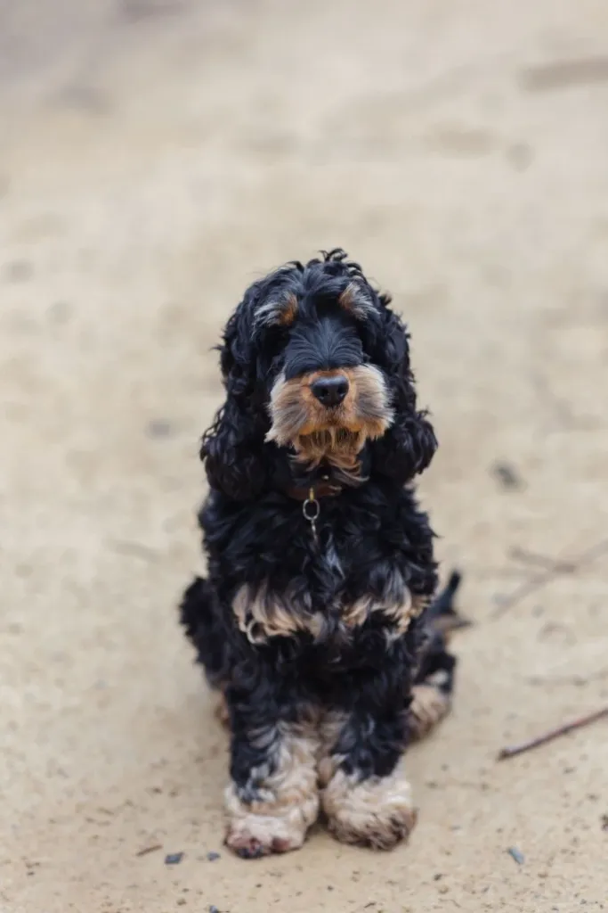 Panier Standard - abonnement 40 semaines
